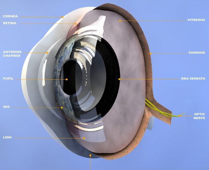 تشير أعراض العين إلى المشاكل التي تنشأ عندما ينسكب داخل العين المملوء بالسوائل (الخلط الزجاجي) ثم يعود إلى العين من خلال عملية تسمى الانسداد.